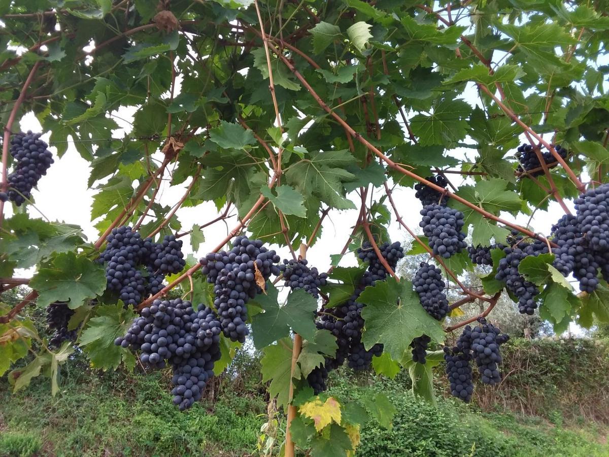 Gasthof Agriturismo Podere Somigli Di Lorenzo Correani